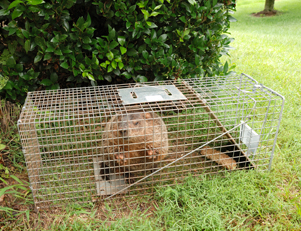 squirrel control, raccoon traps, squirrel pest control, critter control ...